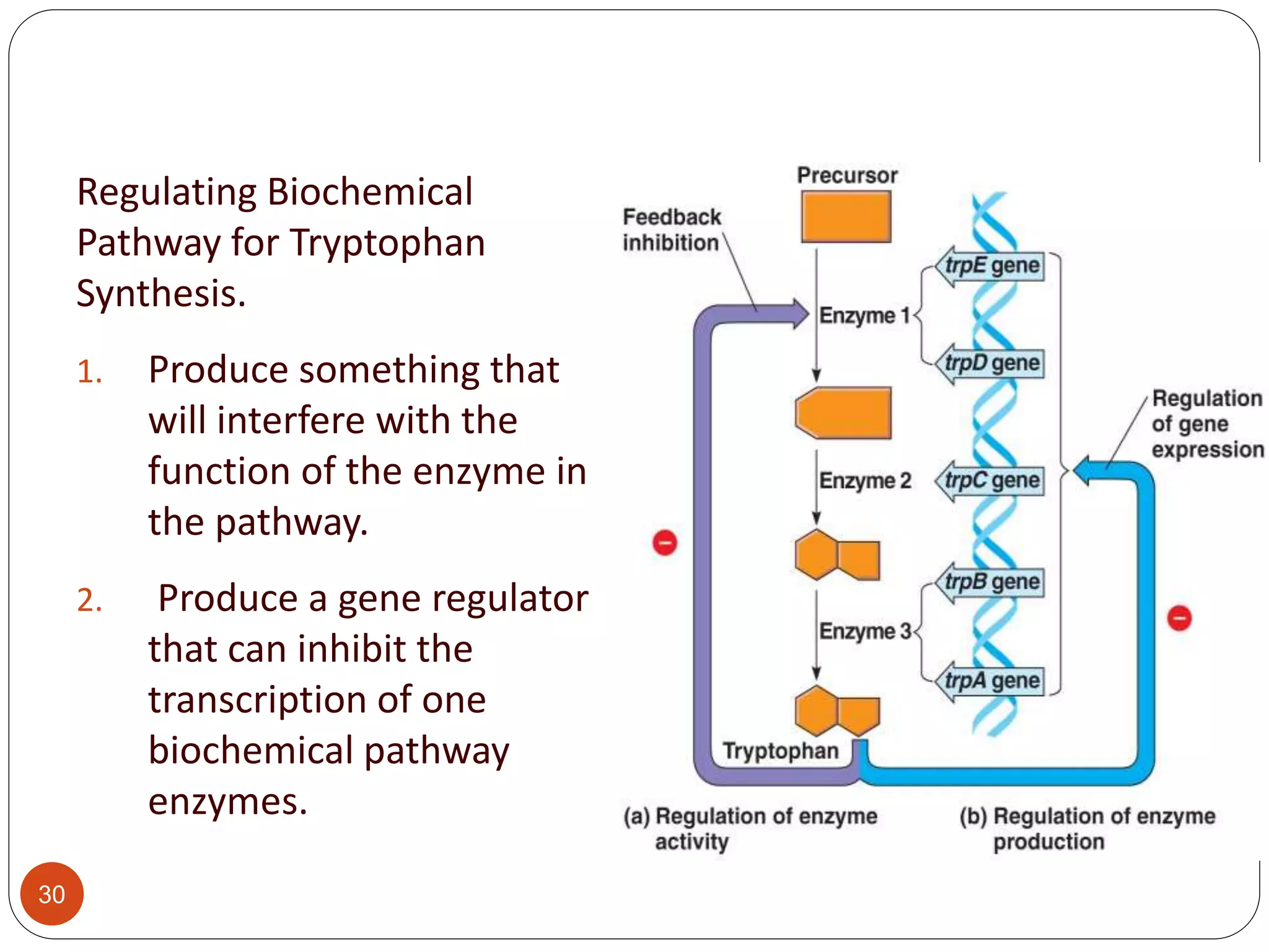 Gene regulation in prokaryotes | PPTX