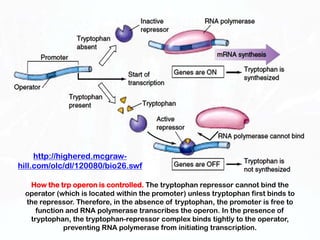 http://highered.mcgraw-
hill.com/olc/dl/120080/bio26.swf

  How the trp operon is controlled. The tryptophan repressor cannot bind the
 operator (which is located within the promoter) unless tryptophan first binds to
 the repressor. Therefore, in the absence of tryptophan, the promoter is free to
    function and RNA polymerase transcribes the operon. In the presence of
  tryptophan, the tryptophan-repressor complex binds tightly to the operator,
            preventing RNA polymerase from initiating transcription.
 