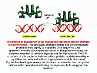 The binding of tryptophan to the tryptophan repressor protein changes
 its conformation. This structural change enables this gene regulatory
         protein to bind tightly to a specific DNA sequence (t he
  operator), thereby blocking transcription of the genes encoding the
   enzymes required to produce tryptophan( the Trp operon). The 3-D
 structure of this bacterial helix-turn-helix protein, as determined by x-
    ray diffraction with and without tryptophan bound, is illustrated.
Tryptophan binding increases the distance between the two recognition
  helices in the homodimer, allowing the repressor to fit snugly on the
                                  operator.
 