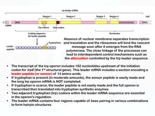 Absence of nuclear membrane separates transcription
                                    and translation and the ribosomes will bind the nascent
                                          message soon after it emerges from the RNA
                                      polymerase. The close linkage of the processes can
                                      lead to interdependent control mechanisms such as
                                     the attenuation controlled by the trp leader sequence.

 The transcript of the trp operon includes 162 nucleotides upstream of the initiation
  codon for trpE (the 1st structural gene). This leader mRNA includes a section encoding a
  leader peptide (or sensor) of 14 amino acids.
 If tryptophan is present (in moderate amounts), the sensor peptide is easily made and
  the long trp operon mRNA is NOT completed.
 If tryptophan is scarce, the leader peptide is not easily made and the full operon is
  transcribed then translated into tryptophan synthetic enzymes.
 Two adjacent tryptophan (trp) codons within the leader mRNA sequence are essential
  in the operon's regulation.
 The leader mRNA contains four regions capable of base pairing in various combinations
  to form hairpin structures.
 