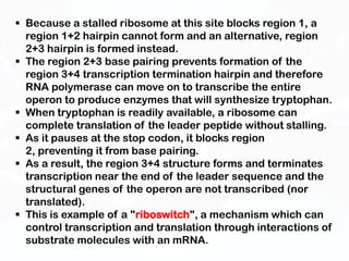  Because a stalled ribosome at this site blocks region 1, a
  region 1+2 hairpin cannot form and an alternative, region
  2+3 hairpin is formed instead.
 The region 2+3 base pairing prevents formation of the
  region 3+4 transcription termination hairpin and therefore
  RNA polymerase can move on to transcribe the entire
  operon to produce enzymes that will synthesize tryptophan.
 When tryptophan is readily available, a ribosome can
  complete translation of the leader peptide without stalling.
 As it pauses at the stop codon, it blocks region
  2, preventing it from base pairing.
 As a result, the region 3+4 structure forms and terminates
  transcription near the end of the leader sequence and the
  structural genes of the operon are not transcribed (nor
  translated).
 This is example of a "riboswitch", a mechanism which can
  control transcription and translation through interactions of
  substrate molecules with an mRNA.
 