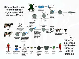 Different cell types
  of multicellular
organisms contain
 the same DNA…




                          …but
                        different
                       cell types
                       synthesize
                        different
                         sets of
                        proteins.
 