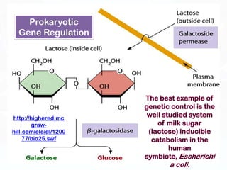 Prokaryotic
  Gene Regulation




                       The best example of
                       genetic control is the
http://highered.mc
                        well studied system
        graw-              of milk sugar
hill.com/olc/dl/1200    (lactose) inducible
     77/bio25.swf        catabolism in the
                               human
                       symbiote, Escherichi
                               a coli.
 