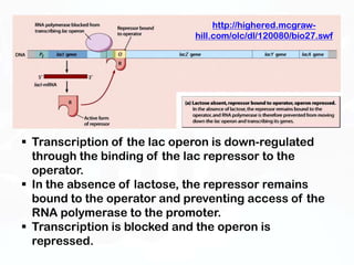 http://highered.mcgraw-
                             hill.com/olc/dl/120080/bio27.swf




 Transcription of the lac operon is down-regulated
  through the binding of the lac repressor to the
  operator.
 In the absence of lactose, the repressor remains
  bound to the operator and preventing access of the
  RNA polymerase to the promoter.
 Transcription is blocked and the operon is
  repressed.
 