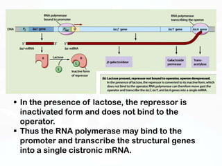  In the presence of lactose, the repressor is
  inactivated form and does not bind to the
  operator.
 Thus the RNA polymerase may bind to the
  promoter and transcribe the structural genes
  into a single cistronic mRNA.
 