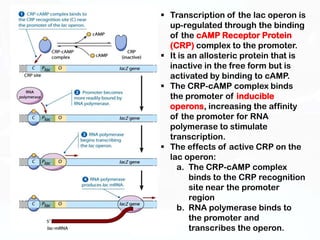  Transcription of the lac operon is
  up-regulated through the binding
  of the cAMP Receptor Protein
  (CRP) complex to the promoter.
 It is an allosteric protein that is
  inactive in the free form but is
  activated by binding to cAMP.
 The CRP-cAMP complex binds
  the promoter of inducible
  operons, increasing the affinity
  of the promoter for RNA
  polymerase to stimulate
  transcription.
 The effects of active CRP on the
  lac operon:
    a. The CRP-cAMP complex
        binds to the CRP recognition
        site near the promoter
        region
    b. RNA polymerase binds to
        the promoter and
        transcribes the operon.
 