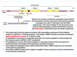 Gene regulation prokaryote spptx