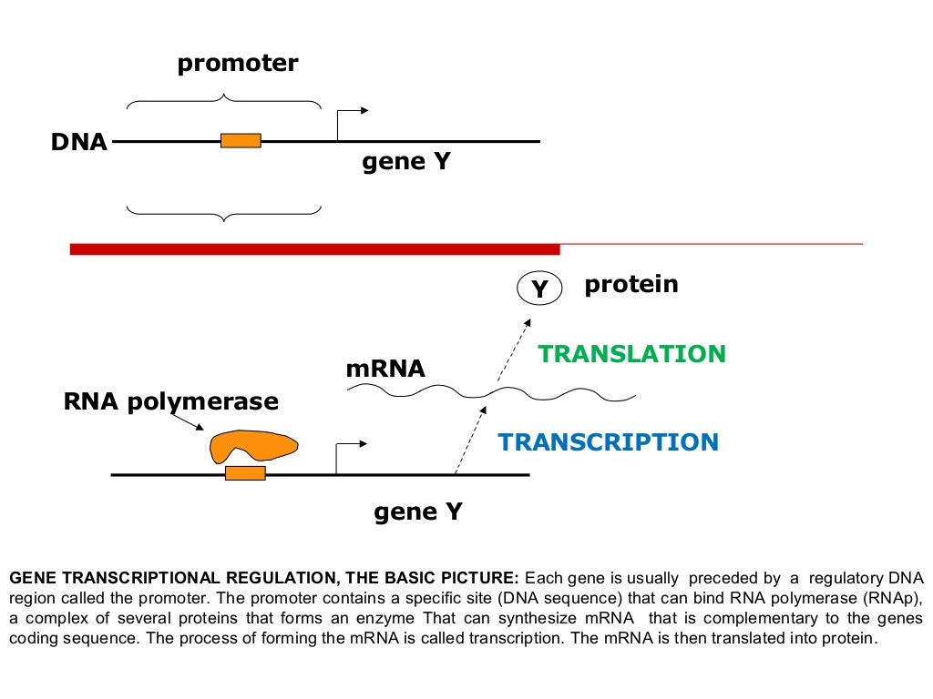 Gene regulatory networks