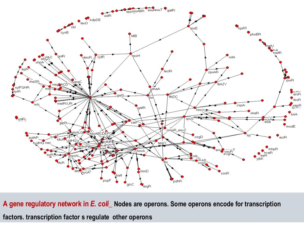 Gene regulatory networks