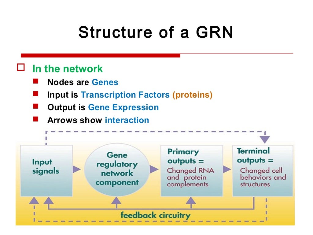 Gene regulatory networks