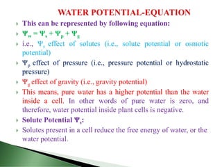  This can be represented by following equation:
 Ψw = Ψs + Ψp + Ψg
 i.e., Ψs effect of solutes (i.e., solute potential or osmotic
potential)
 Ψp effect of pressure (i.e., pressure potential or hydrostatic
pressure)
 Ψg effect of gravity (i.e., gravity potential)
 This means, pure water has a higher potential than the water
inside a cell. In other words of pure water is zero, and
therefore, water potential inside plant cells is negative.
 Solute Potential Ψs:
 Solutes present in a cell reduce the free energy of water, or the
water potential.
 
