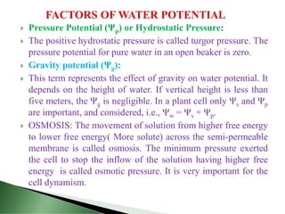  Pressure Potential (Ψp) or Hydrostatic Pressure:
 The positive hydrostatic pressure is called turgor pressure. The
pressure potential for pure water in an open beaker is zero.
 Gravity potential (Ψg):
 This term represents the effect of gravity on water potential. It
depends on the height of water. If vertical height is less than
five meters, the Ψg is negligible. In a plant cell only Ψs and Ψp
are important, and considered, i.e., Ψw = Ψs + Ψp.
 OSMOSIS: The movement of solution from higher free energy
to lower free energy( More solute) across the semi-permeable
membrane is called osmosis. The minimum pressure exerted
the cell to stop the inflow of the solution having higher free
energy is called osmotic pressure. It is very important for the
cell dynamism.
 