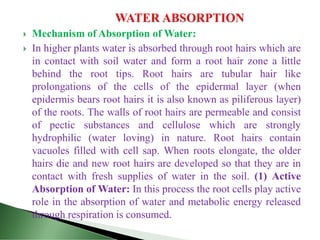  Mechanism of Absorption of Water:
 In higher plants water is absorbed through root hairs which are
in contact with soil water and form a root hair zone a little
behind the root tips. Root hairs are tubular hair like
prolongations of the cells of the epidermal layer (when
epidermis bears root hairs it is also known as piliferous layer)
of the roots. The walls of root hairs are permeable and consist
of pectic substances and cellulose which are strongly
hydrophilic (water loving) in nature. Root hairs contain
vacuoles filled with cell sap. When roots elongate, the older
hairs die and new root hairs are developed so that they are in
contact with fresh supplies of water in the soil. (1) Active
Absorption of Water: In this process the root cells play active
role in the absorption of water and metabolic energy released
through respiration is consumed.
 