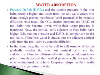  Pressure Deficit (D.P.D.) and the suction pressure in the root
hairs become higher and water from the cell walls enters into
them through plasma-membrane (semi-permeable) by osmotic
diffusion. As a result, the O.P., suction pressure and D.P.D. of
root hairs now become lower, while their turgor pressure is
increased. Now, the cortical cells adjacent to root hairs have
higher O.P., suction pressure and D.P.D. in comparison to the
root hairs. Therefore, water is drawn into the adjacent cortical
cells from the root-hairs by osmotic diffusion.
 In the same way, the water by cell to cell osmotic diffusion
gradually reaches the innermost cortical cells and the
endodermis. Osmotic diffusion of water into endodermis takes
place through special thin walled passage cells because the
other endodermal cells have Casparian strips on their walls
which are impervious to water
 