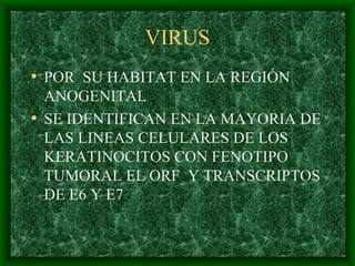 VIRUS POR  SU HABITAT EN LA REGIÓN ANOGENITAL  SE IDENTIFICAN EN LA MAYORIA DE LAS LINEAS CELULARES DE LOS KERATINOCITOS CON FENOTIPO TUMORAL EL ORF  Y TRANSCRIPTOS DE E6 Y E7 