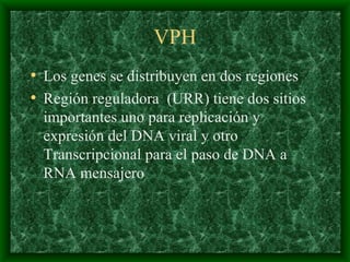 VPH Los genes se distribuyen en dos regiones Región reguladora  (URR) tiene dos sitios importantes uno para replicación y expresión del DNA viral y otro Transcripcional para el paso de DNA a RNA mensajero 