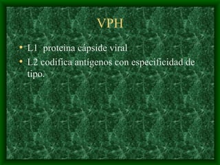 VPH L1  proteina cápside viral L2 codifica antígenos con especificidad de tipo. 