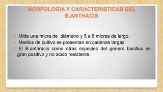 MORFOLOGIA Y CARACTERISTICAS DEL
B.ANTHACIS
 Mide una micra de diámetro y 5 a 8 micras de largo.
 Medios de cultivo se presentan en cadenas largas
 El B.anthracis como otras especies del genero bacillus es
gran positivo y no acido resistente.
 
