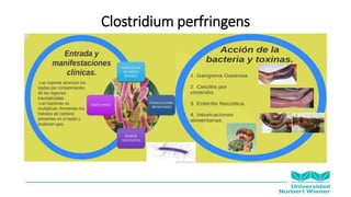 Clostridium perfringens
 