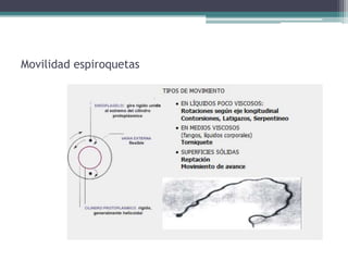 Movilidad espiroquetas
 