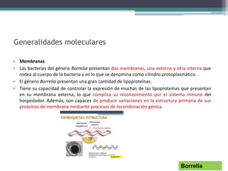 Generalidades moleculares
• Membranas
• Las bacterias del género Borrelia presentan dos membranas, una externa y otra interna que
rodea al cuerpo de la bacteria y es lo que se denomina como cilindro protoplasmático.
• El género Borrelia presentan una gran cantidad de lipoproteínas.
• Tiene su capacidad de controlar la expresión de muchas de las lipoproteínas que presentan
en su membrana externa, lo que complica su reconocimiento por el sistema inmune del
hospedador. Además, son capaces de producir variaciones en la estructura primaria de sus
proteínas de membrana mediante procesos de recombinación génica.
Borrelia
 
