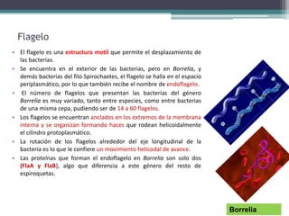 Flagelo
• El flagelo es una estructura motil que permite el desplazamiento de
las bacterias.
• Se encuentra en el exterior de las bacterias, pero en Borrelia, y
demás bacterias del filo Spirochaetes, el flagelo se halla en el espacio
periplasmático, por lo que también recibe el nombre de endoflagelo.
• El número de flagelos que presentan las bacterias del género
Borrelia es muy variado, tanto entre especies, como entre bacterias
de una misma cepa, pudiendo ser de 14 a 60 flagelos.
• Los flagelos se encuentran anclados en los extremos de la membrana
interna y se organizan formando haces que rodean helicoidalmente
el cilindro protoplasmático.
• La rotación de los flagelos alrededor del eje longitudinal de la
bacteria es lo que le confiere un movimiento helicodal de avance.
• Las proteínas que forman el endoflagelo en Borrelia son solo dos
(FlaA y FlaB), algo que diferencia a este género del resto de
espiroquetas.
Borrelia
 