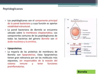 Peptidoglicanos
• Los peptidoglicanos son el componente principal
de la pared bacteriana y cuya función es aportar
estabilidad estructural.
• La pared bacteriana de Borrelia se encuentra
ubicada sobre la membrana citoplasmática. Los
componentes comunes de los peptidoglicanos de
todas las bacterias del género Borrelia son el
ácido murámico y la ornitina.
• Lipoproteínas.
• La mayoría de las proteínas de membrana de
Borrelia son lipoproteínas. Estas lipoproteínas
tienen gran relevancia por ser las moléculas más
expuestas, ser responsables de la evasión del
sistema inmune y tener funciones
proinflamatorias.
Borrelia
 