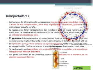 Transportadores
• Las bacterias del género Borrelia son capaces de incorporar una gran variedad de moléculas
a través de sus transportadores, entre ellas oligopéptidos, aminoácidos, glúcidos y otras
moléculas de pequeño tamaño.
• La necesidad de tener transportadores tan variados se debe al escaso número de genes
codificantes de proteínas relacionadas con rutas de biosíntesis, entre ellos los responsables
de sintetizar aminoácidos de novo.
• El genoma de Borrelia consiste en un cromosoma lineal de aproximadamente 1 Mb y un
número variable de plásmidos, tanto circulares como lineales, de tamaños de entre 5 y 60 kb.
• El cromosoma es muy similar en todas las especies del género, tanto en su contenido como
en su organización. En él se encuentran la mayoría de los genes de expresión constitutiva.
• Se ha observado que la pérdida de uno o más plásmidos suele ir asociada a una reducción de
la capacidad de infección de Borrelia.
• Los genes contenidos en los plásmidos podrían estar implicados en la virulencia de las
distintas especies de Borrelia.
Borrelia
 