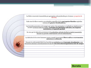 La fiebre recurrente transmitida por garrapatas está producida por al menos 15 especies de
Borrelia.
Cada una de ellas se asocia a un miembro específico de las garrapatas blandas argásidas
vectoras del género Ornithodoros.
Las borrelias presentes en la sangre que nutre a las garrapatas se multiplican rápidamente e
invaden en horas todos los tejidos, incluidas las glándulas salivales, los órganos
excretores y el aparato genital.
Se cree que la infección persistente de las glándulas salivales facilita la rápida transmisión
durante un período relativamente corto de alimentación .
La infección de los seres humanos ocurre cuando la garrapata libera saliva o excrementos
mientras se alimenta.
Durante la enfermedad febril, las borrelias se multiplican en el torrente circulatorio y con
frecuencia alcanzan concentraciones de más de 100.000 microorganismos/mm de sangre
.
Borrelia
 