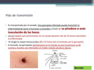Vías de transmisión
• Es transportada por el venado. Una garrapata infectada puede transmitir la
enfermedad de Lyme a humanos y animales a través de su picadura o auto
inoculación de las heces.
• Las garrapatas que permanecen en el cuerpo durante más de 12 horas transmiten
la enfermedad.
• El riesgo es mayor transcurridas 48 a 72 horas tras el contacto con la garrapata.
• A menudo, las garrapatas permanecen en el cuerpo sin que la persona se dé
cuenta y muchos son infectados sin haber notado picadura alguna.
Borrelia
 