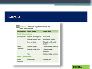 I: Borrelia
Borrelia
 
