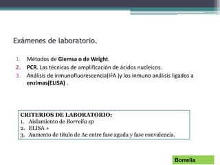 Exámenes de laboratorio.
1. Métodos de Giemsa o de Wright.
2. PCR. Las técnicas de amplificación de ácidos nucleicos.
3. Análisis de inmunofluorescencia(IFA )y los inmuno análisis ligados a
enzimas(ELISA) .
Borrelia
CRITERIOS DE LABORATORIO:
1. Aislamiento de Borrelia sp
2. ELISA +
3. Aumento de titulo de Ac entre fase aguda y fase convalencia.
 