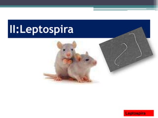 II:Leptospira
Leptospira
 