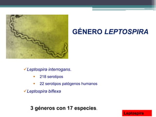 GÉNERO LEPTOSPIRA
Leptospira interrogans.
 218 serotipos
 22 serotipos patógenos humanos
Leptospira biflexa
3 géneros con 17 especies.
LeptospiraLeptospira
 