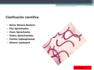 Clasificación científica
• Reino: Monera Bacteria
• Filo: Spirochaetes
• Clase: Spirochaetes
• Orden: Spirochaetales
• Familia: Leptospiraceae
• Género: Leptospira
Leptospira
 