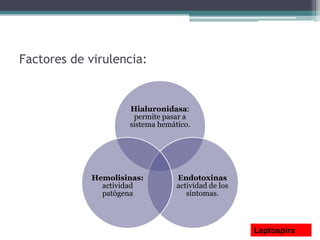 Factores de virulencia:
Hialuronidasa:
permite pasar a
sistema hemático.
Endotoxinas
actividad de los
síntomas.
Hemolisinas:
actividad
patógena
Leptospira
 