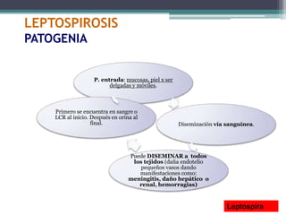 LEPTOSPIROSIS
PATOGENIA
P. entrada: mucosas, piel x ser
delgadas y móviles.
Diseminación vía sanguínea.
Puede DISEMINAR a todos
los tejidos (daña endotelio
pequeños vasos dando
manifestaciones como:
meningitis, daño hepático o
renal, hemorragias)
Primero se encuentra en sangre o
LCR al inicio. Después en orina al
final.
Leptospira
 