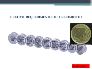 CULTIVO REQUERIMENTOS DE CRECIMIENTO
Leptospira
 