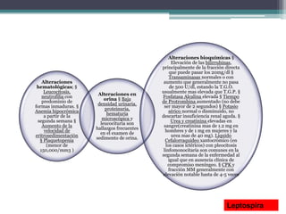 Alteraciones
hematológicas; §
Leucocitosis,
neutrofilia con
predominio de
formas inmaduras. §
Anemia hipocrómica
a partir de la
segunda semana §
Aumento de la
velocidad de
eritrosedimentación
§ Plaquetopenia
(menor de
150,000/mm3 )
Alteraciones en
orina § Baja
densidad urinaria,
proteinuria,
hematuria
microscópica y
leucocituria son
hallazgos frecuentes
en el examen de
sedimento de orina.
Alteraciones bioquímicas §
Elevación de las bilirrubinas,
principalmente de la fracción directa
que puede pasar los 20mg/dl §
Transaminasas normales o con
aumento que generalmente no pasa
de 500 U/dl, estando la T.G.O.
usualmente mas elevada que T.G.P. §
Fosfatasa Alcalina elevada § Tiempo
de Protrombina aumentado (no debe
ser mayor de 2 segundos) § Potasio
sérico normal o disminuido, no
descartar insuficiencia renal aguda. §
Urea y creatinina elevadas en
sangre(creatinina mas de 1.2 mg en
hombres y de 1 mg en mujeres y la
urea mas de 40 mg). Liquido
Cefalorraquídeo xantocrómico (en
los casos ictéricos) con pleocitosis
linfomonocitaria son comunes en la
segunda semana de la enfermedad al
igual que en ausencia clínica de
compromiso meníngeo. § CPK y
fracción MM generalmente con
elevación notable hasta de 4-5 veces
Leptospira
 