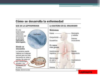 Leptospira
 