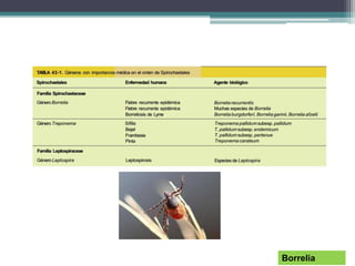 Borrelia
 