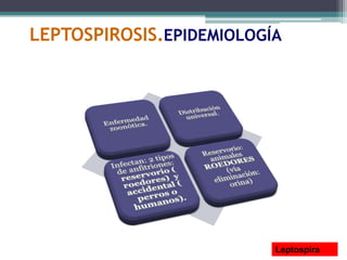 LEPTOSPIROSIS.EPIDEMIOLOGÍA
Leptospira
 
