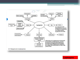 Leptospira
 
