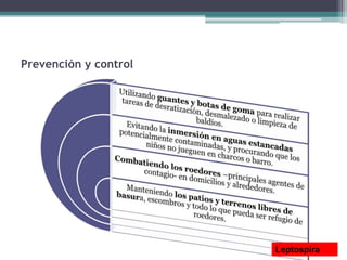 Prevención y control
Leptospira
 