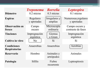Treponema Borrelia Leptospira
Diámetro 0.2 micras 0.3 micras 0.1 micras
Espiras Regulares
y apretadas
Irregulares y
amplias
Numerosas,regulares
y apretadas
Observación en
fresco
Campo
oscuro
Microscopía
ordinaria
Campo oscuro y
contraste de fases
Tinciones Impregnación
argéntica
Giemsa
o Gram
Impregnación
argéntica
Cultivo in vitro No Si Si
Condiciones
Respiratorias
Anaerobias Anaerobias Aerobias
Reservorio Hombre Animales y
artrópodos
Animales
Patología Sífilis Fiebre
recurrente
Leptospirosis
 