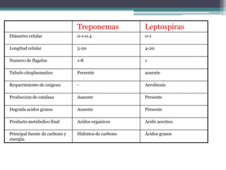 Características fenotipicas de
espiroquetas.
Treponemas Leptospiras
Diámetro celular 0-1-0.4 0-1
Longitud celular 5-20 4-20
Numero de flagelos 1-8 1
Tubulo citoplasmatico Presente ausente
Requerimiento de oxigeno - Aerobiosis
Produccion de catalasa Ausente Presente
Degrada acidos grasos Ausente Presente
Producto metabolico final Acidos organicos Acido acectico
Principal fuente de carbono y
energía.
Hidratos de carbono Ácidos grasos
 