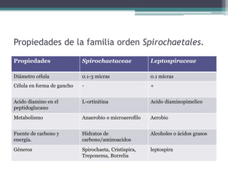 Propiedades de la familia orden Spirochaetales.
Propiedades Spirochaetaceae Leptospiraceae
Diámetro célula 0.1-3 micras 0.1 micras
Célula en forma de gancho - +
Acido diamino en el
peptidoglucano
L-ortinitina Acido diaminopimelico
Metabolismo Anaerobio o microaerofilo Aerobio
Fuente de carbono y
energía.
Hidratos de
carbono/aminoacidos
Alcoholes o ácidos grasos
Géneros Spirochaeta, Cristispira,
Treponema, Borrelia
leptospira
 