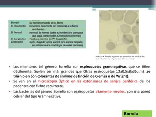 • Los miembros del género Borrelia son espiroquetas gramnegativas que se tiñen
débilmente. Suelen ser más grandes que Otras espiroquetas(0,2a0,5x8a30u,m) ,se
tiñen bien con colorantes de anilinas de tinción de Giemsa o de Wright).
• Se ven en el microscopio Óptico en las extensiones de sangre periférica de los
pacientes con fiebre recurrente.
• Las bacterias del género Borrelia son espiroquetas altamente móviles, con una pared
celular del tipo Gramnegativo.
Borrelia
 