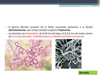 • El género Borrelia causante de la fiebre recurrente pertenece a la familia
Spirochaetaceae, que incluye también el género Treponema.
• Las borrelias son helicoidales, de 8-30 mm de largo y 0,2-0,5 mm de ancho, tienen
de 3 a 6 espirales laxas, motilidad activa y se dividen por fisión transversal.
Borrelia
 