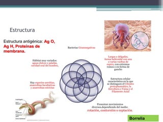Estructura
Bacterias Gramnegativas
Largas y delgadas,
forma helicoidal con una
o varias vueltas de
espira, con extremos
romos o en forma de
gancho
Estructura celular
característica en la que
se distinguen el Cilindro
protoplasmático, la
Envoltura o Vaina y el
Filamento Axial
Presentan movimientos
diversos,dependiendo del medio:
rotación, contorsión o reptación.
Hay especies aerobias,
anaerobias facultativas
y anaerobias estrictas
Hábitat muy variados:
aguas dulces o saladas,
cavidad oral del hombre,
Borrelia
Estructura antigénica: Ag O,
Ag H, Proteínas de
membrana.
 